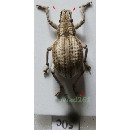 Episomus lentus Erichson, 1834 female Philippines50c